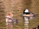 Hooded Merganser (Lophodytes cucullatus)