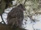 Great Horned Owl (Bubo virginianus) 