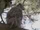 Great Horned Owl (Bubo virginianus)