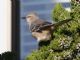 Northern Mockingbird (Mimus polyglottos) 