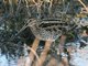 Wilson's Snipe (Gallinago delicata)