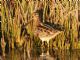 Wilsons Snipe (Gallinago delicata) 