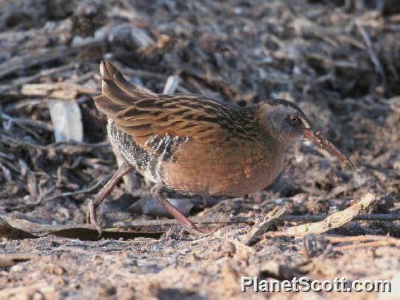 Virginia Rail (Rallus limicola)