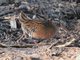 Virginia Rail (Rallus limicola)
