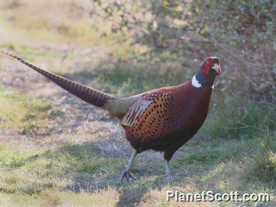 Ring-necked Pheasant (Phasianus colchicus)