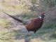 Common Pheasant (Phasianus colchicus) 