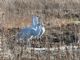 Sandhill Crane (Antigone canadensis) 