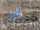 Sandhill Crane (Antigone canadensis)