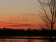 Sandhill Crane (Antigone canadensis) 