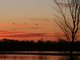 Sandhill Crane (Antigone canadensis)
