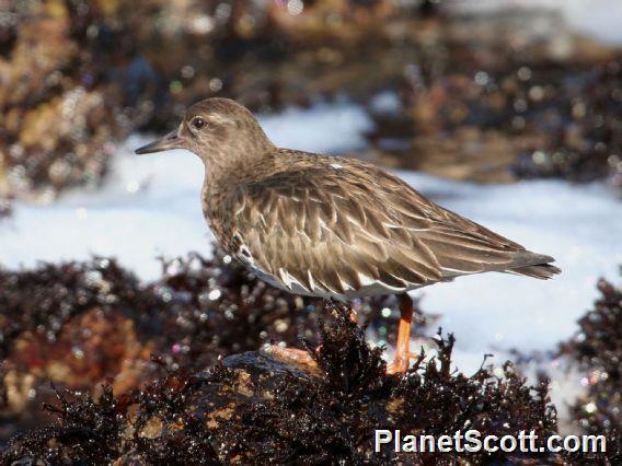 Black Turnstone (Arenaria melanocephala)