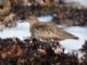 Black Turnstone (Arenaria melanocephala) 