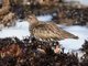Black Turnstone (Arenaria melanocephala)