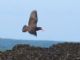 Black Oystercatcher (Haematopus bachmani) 