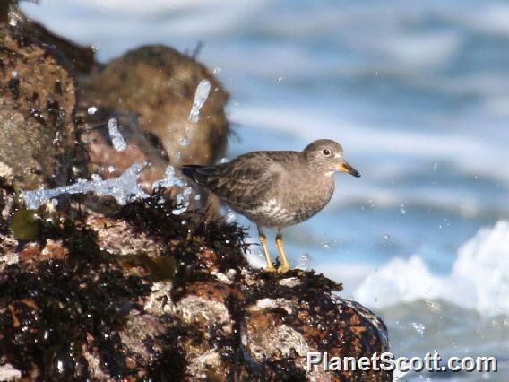 Surfbird (Calidris virgata)