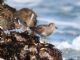 Surfbird (Calidris virgata) 