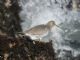 Surfbird (Calidris virgata) 