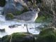 Black-bellied Plover (Pluvialis squatarola) 