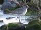 Black-bellied Plover (Pluvialis squatarola)