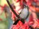 White-crowned Sparrow (Zonotrichia leucophrys) 