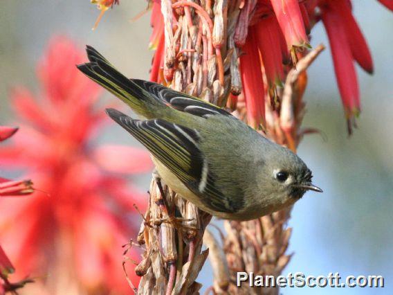 Ruby-crowned Kinglet (Corthylio calendula)