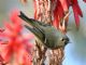 Ruby-crowned Kinglet (Regulus calendula) 