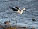 American Avocet (Recurvirostra americana) nonbreeding