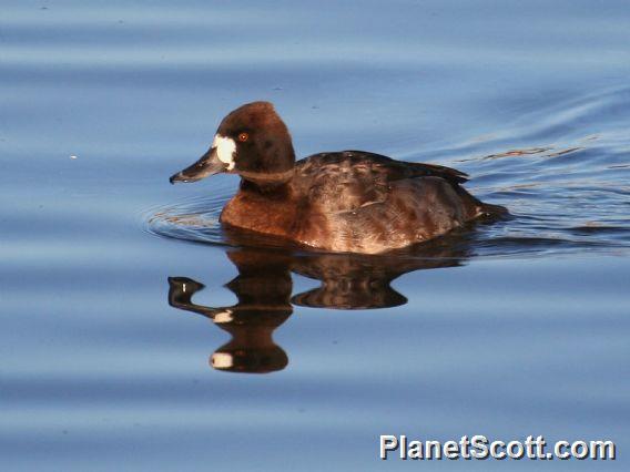 Lesser Scaup (Aythya affinis)