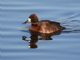 Lesser Scaup (Aythya affinis) 