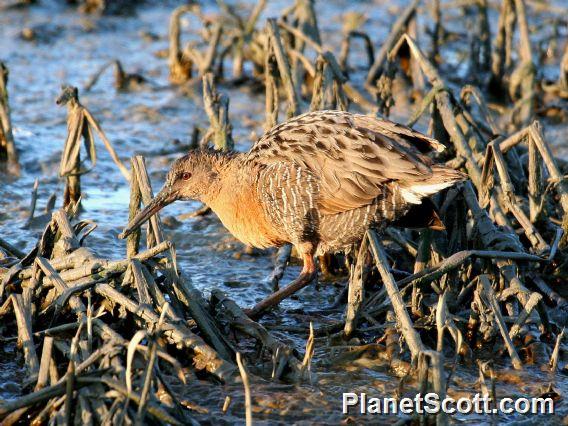 Ridgway's Rail (Rallus obsoletus)