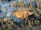 Ridgways Rail (Rallus obsoletus) 