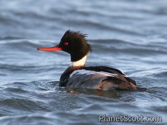 Images for Birds