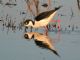 Black-necked Stilt (Himantopus mexicanus) 