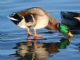 Mallard (Anas platyrhynchos) 