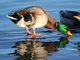 Mallard (Anas platyrhynchos)