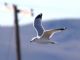 Ring-billed Gull (Larus delawarensis) 