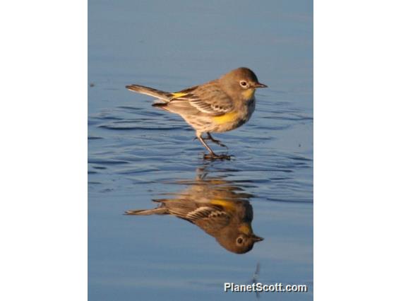 Yellow-rumped Warbler (Setophaga coronata)