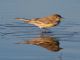 Yellow-rumped Warbler (Dendroica coronata) 