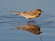 Yellow-rumped Warbler (Dendroica coronata)