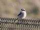 Loggerhead Shrike (Lanius ludovicianus) 