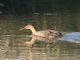 Clapper Rail (Rallus longirostris) 