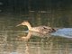 Clapper Rail (Rallus longirostris)