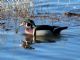 Wood Duck (Aix sponsa) 