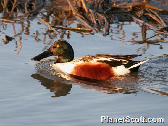 Northern Shoveler (Spatula clypeata)