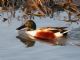 Northern Shoveler (Spatula clypeata) Male