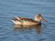 Northern Shoveler (Spatula clypeata) Female