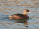 Pied-billed Grebe (Podilymbus podiceps) 