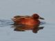 Cinnamon Teal (Spatula cyanoptera) Male