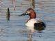 Canvasback (Aythya valisineria) 