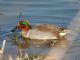 Common Teal (Anas crecca) Male